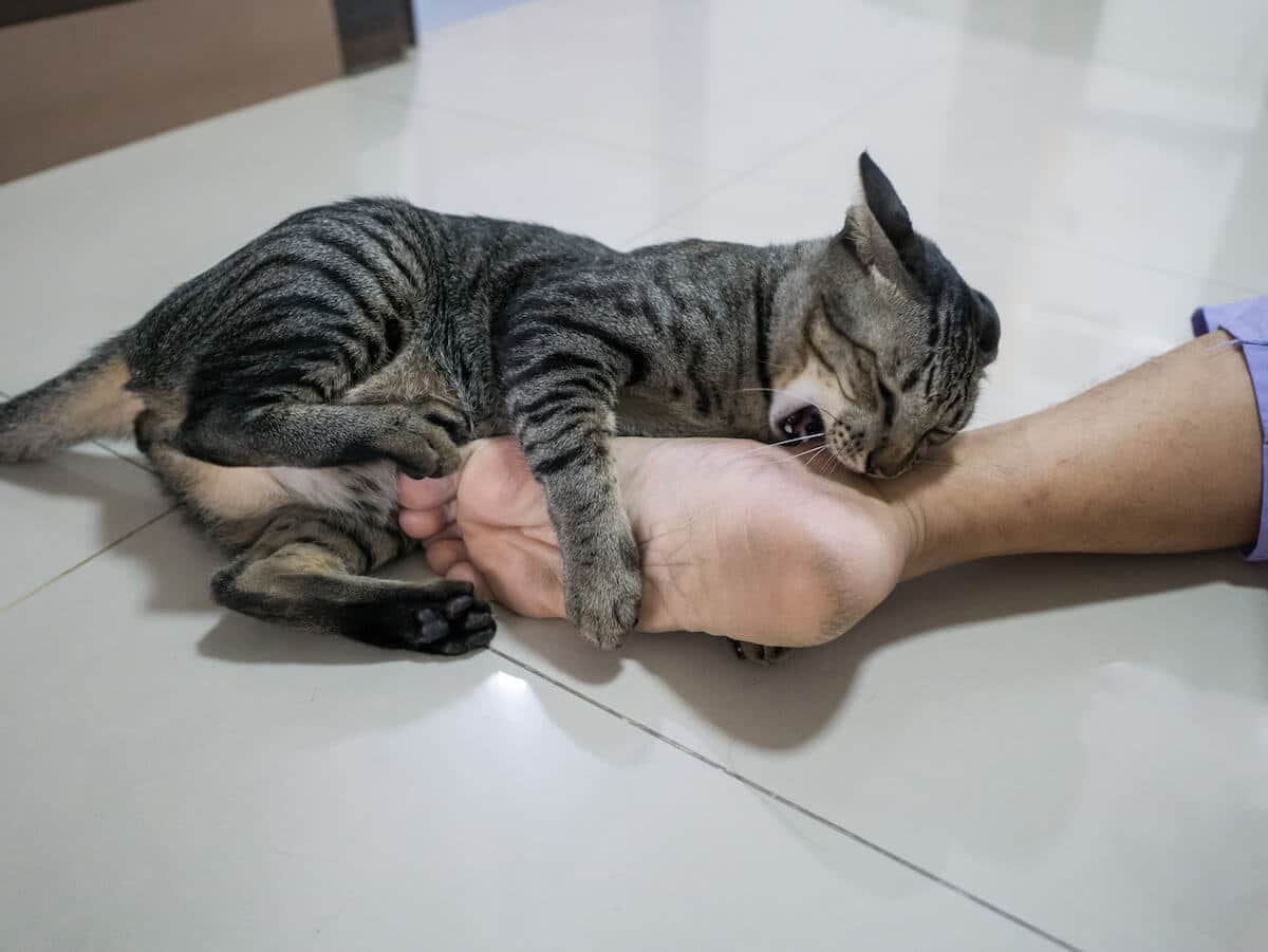 Chat faisant une morsure tendre