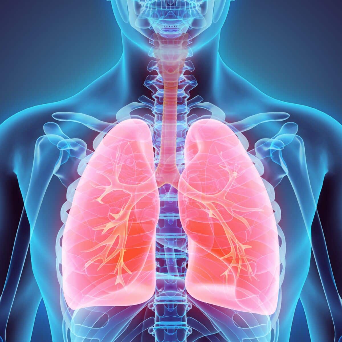 Système respiratoire humain