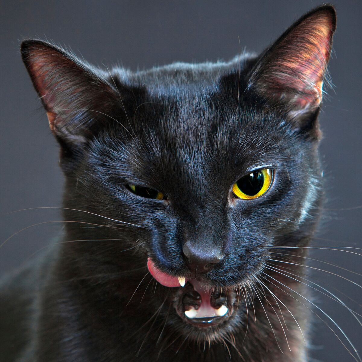 Chat noir intrigant