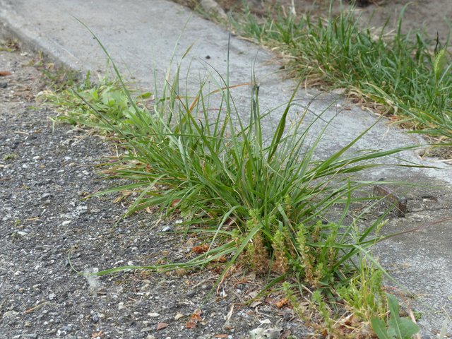 Mauvaises herbes entre des dalles