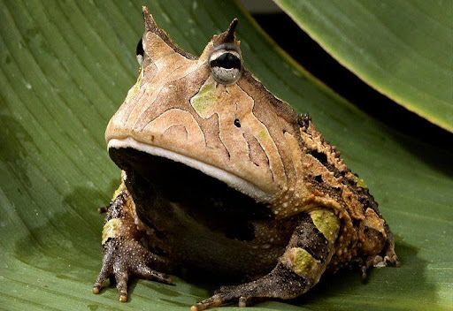 Représentation culturelle du crapaud