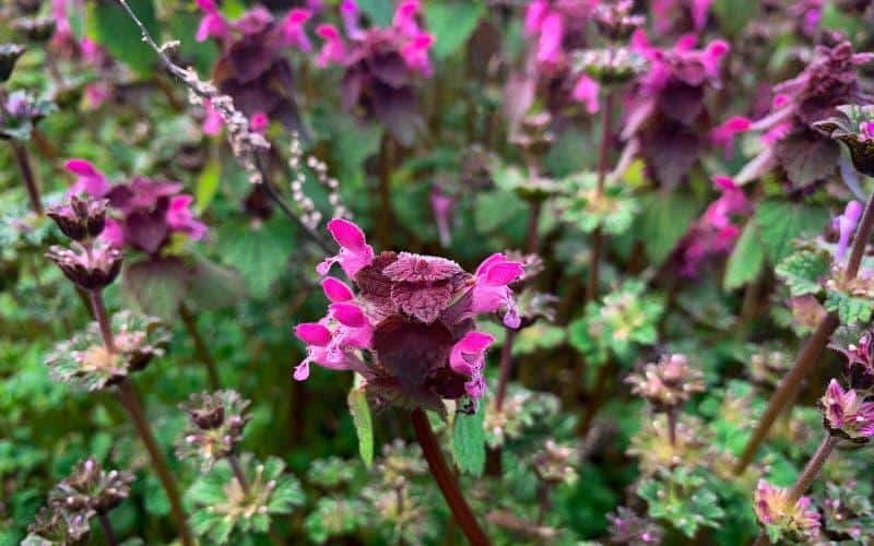 Fleur d'ortie violette attirant les pollinisateurs