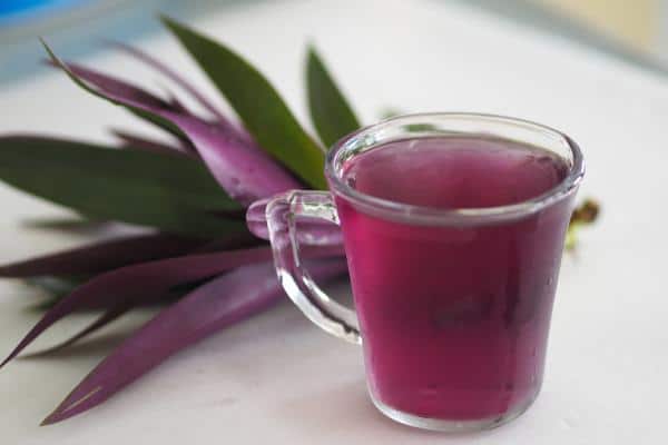 Infusion de Tradescantia