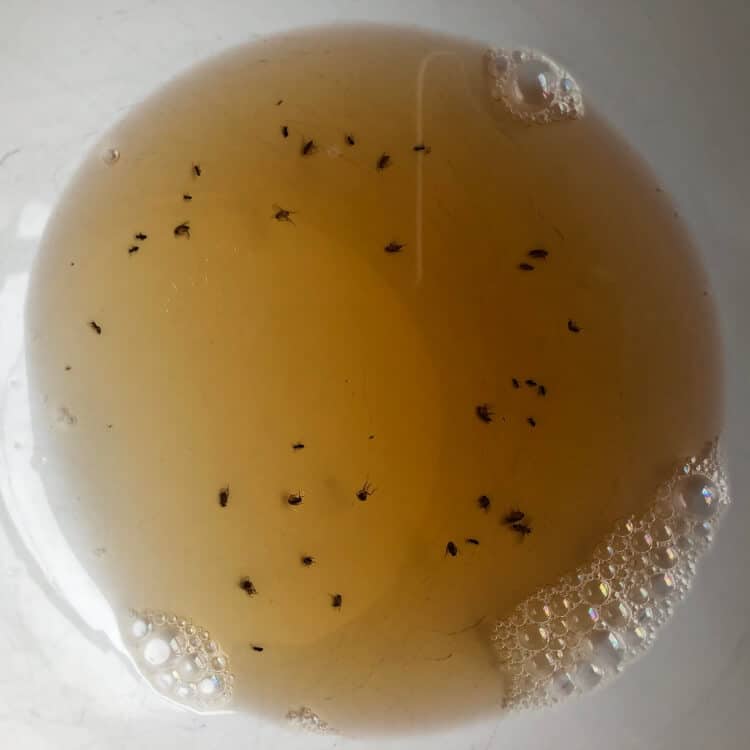 Piège à moucherons naturel