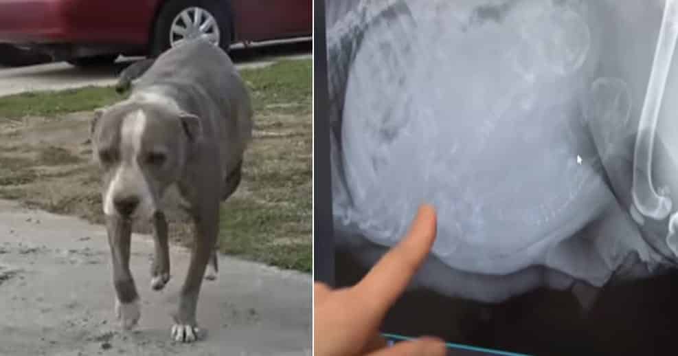 L'équipe de sauvetage avec la chienne secourue
