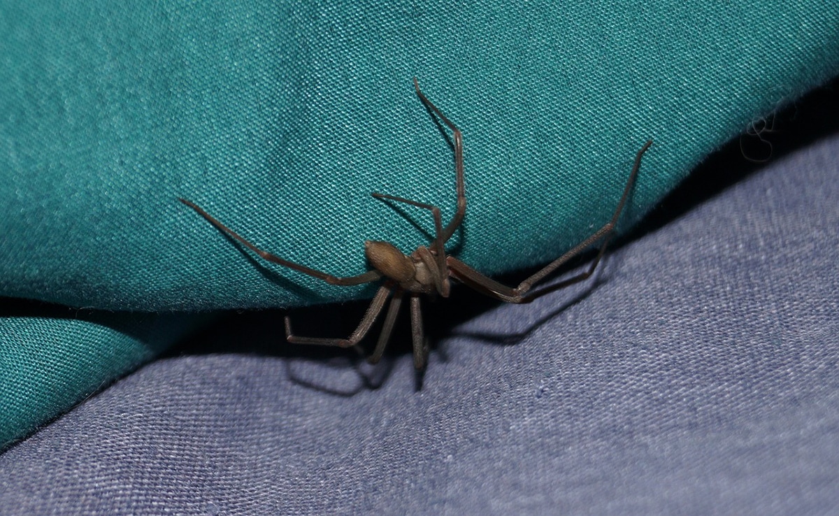 Araignée brune dans son habitat typique