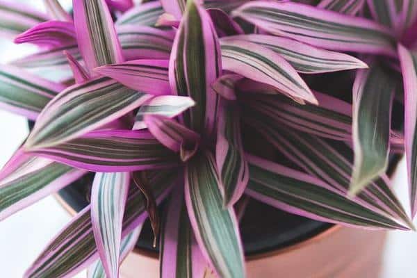 Variété panachée de Tradescantia