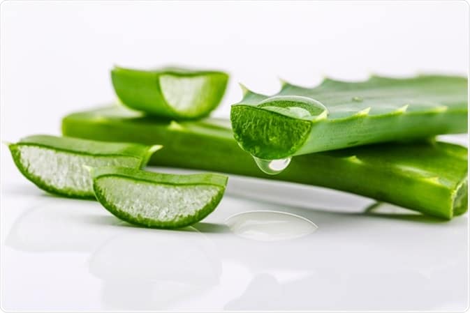 Feuilles d'aloe vera pour préparations médicinales