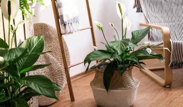 Plante dépolluante