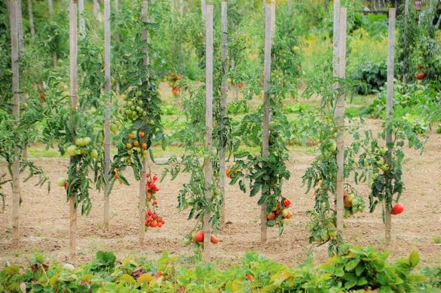 Culture de tomates bio
