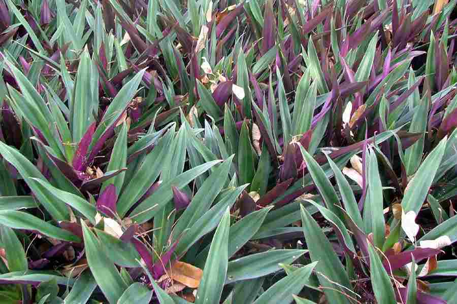 Feuillage bicolore de la Tradescantia discolor