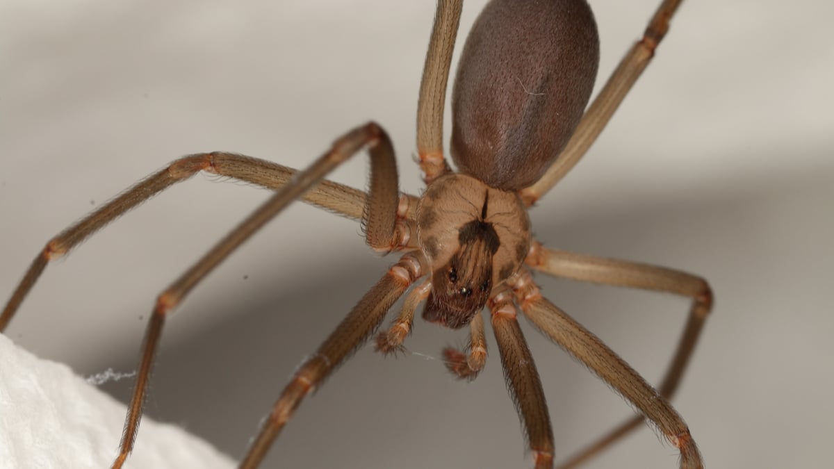 Habitat typique de la recluse brune