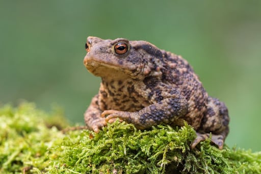 Crapaud près d'une porte d'entrée