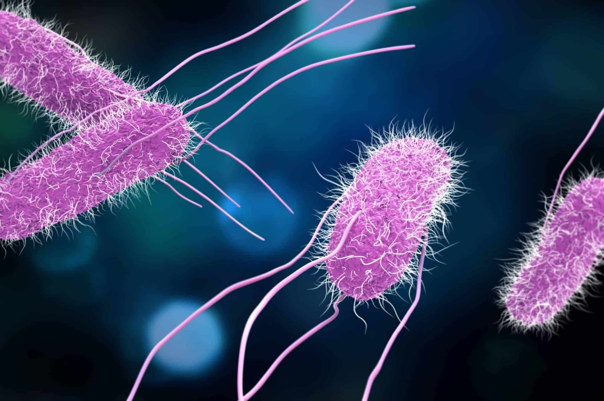 Illustration scientifique de bactéries