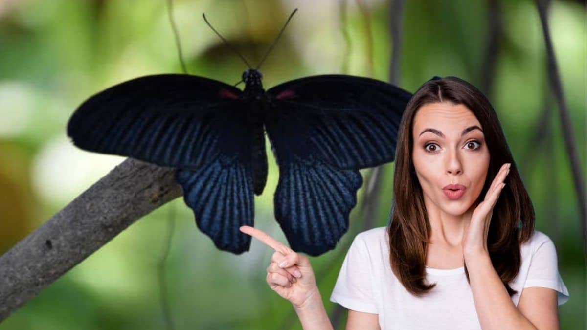 Papillon noir volant dans une pièce éclairée