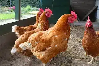 Bouteille de vinaigre dans un jardin