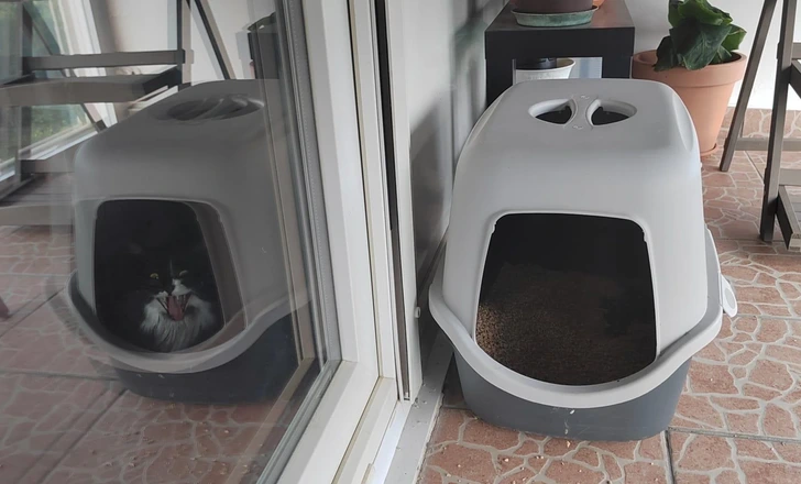 Chat dans miroir