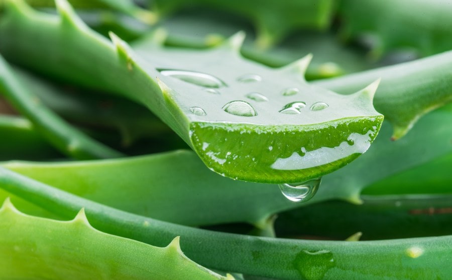 Verre de boisson à l'aloe vera rafraîchissant