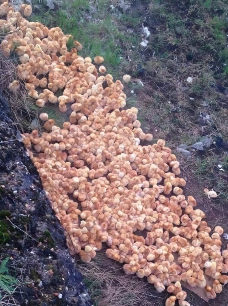 Sphères dorées mystérieuses en forêt