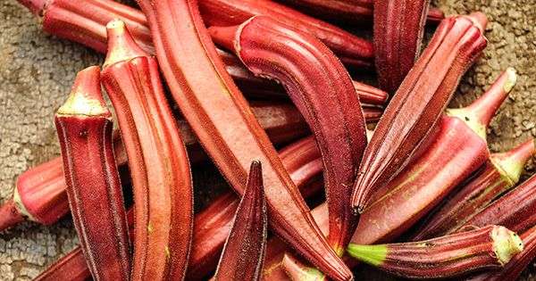 Gombo coupé révélant sa texture mucilagineuse