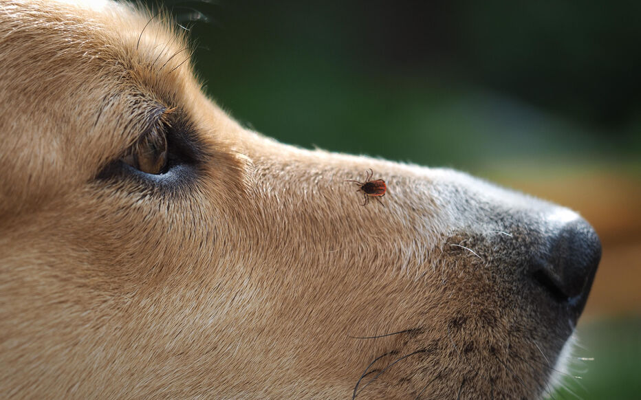Chien dans l'herbe avec risque de tiques