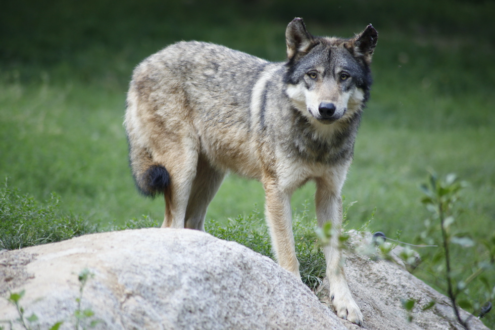 Loup gris observant au loin