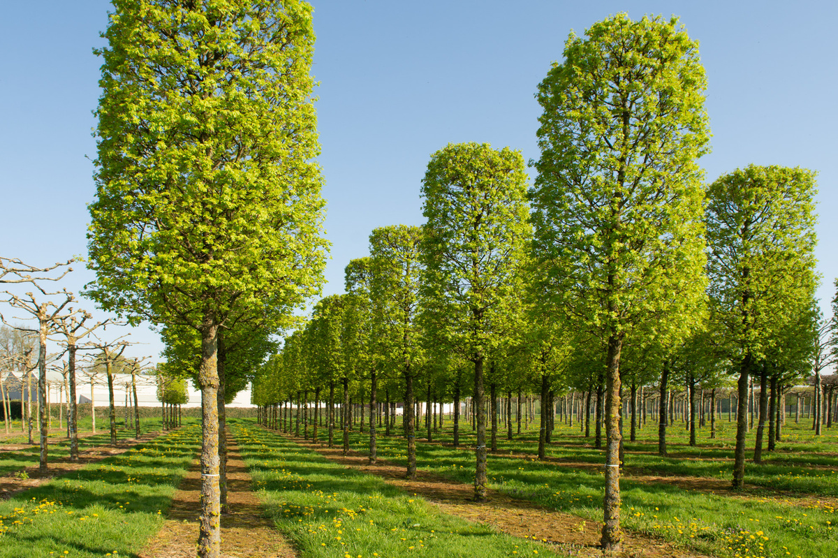 Forêt mystérieuse
