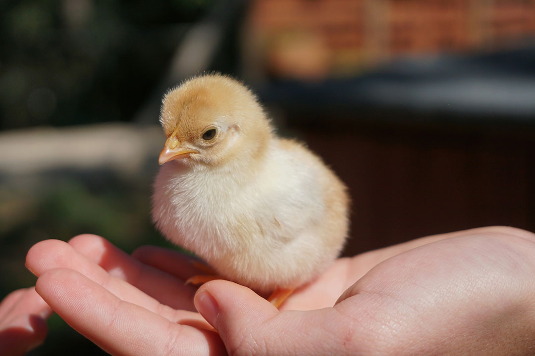 Poussins sauvés dans un refuge