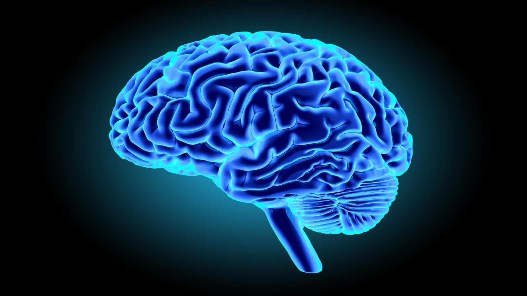 Cerveau et perception