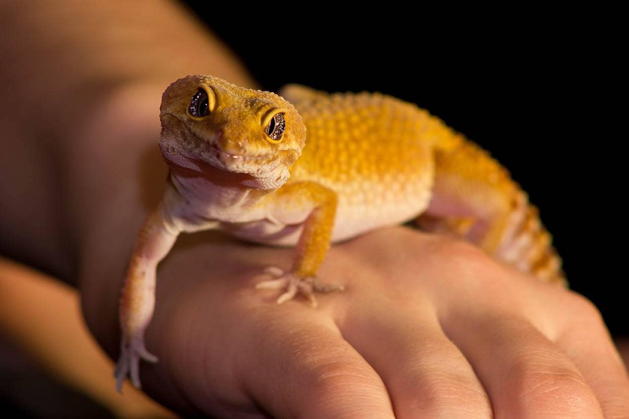 Gecko léopard perché sur une main