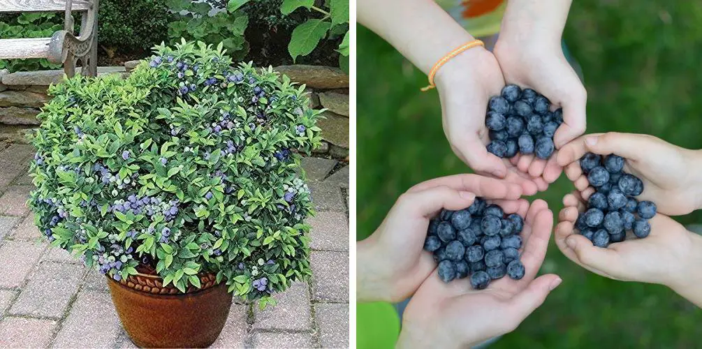 Myrtillier en pot