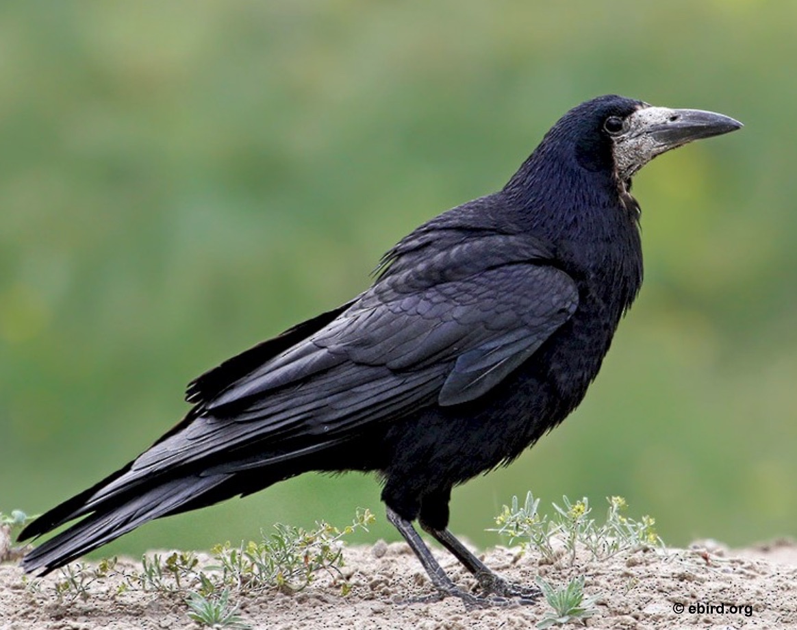 Corbeau posé sur une branche