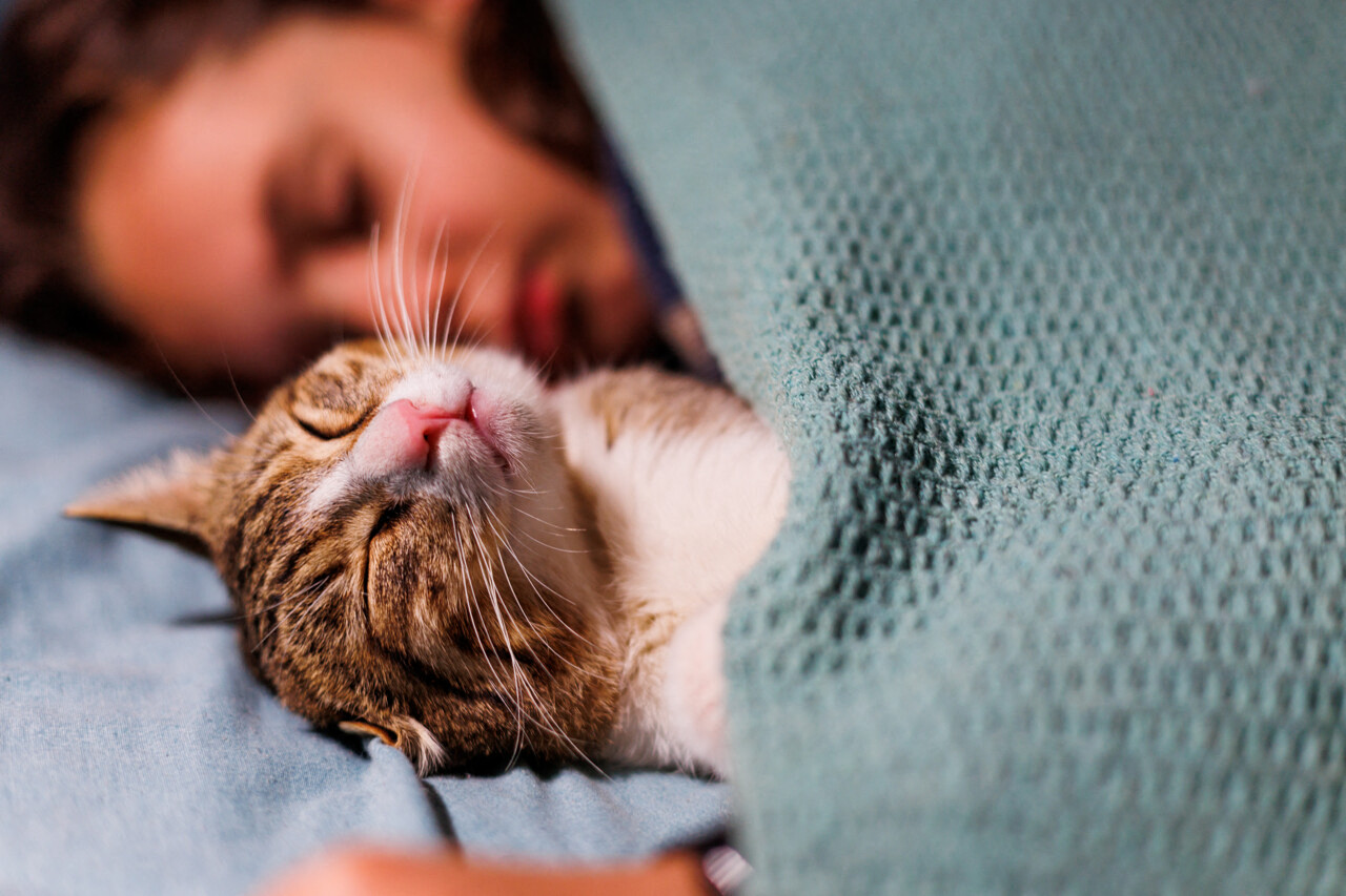 Enfant et chat dormant