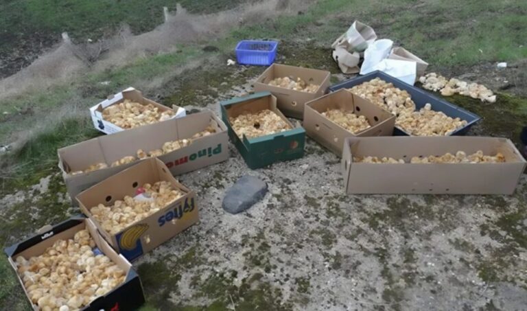 Poussins nouveau-nés abandonnés