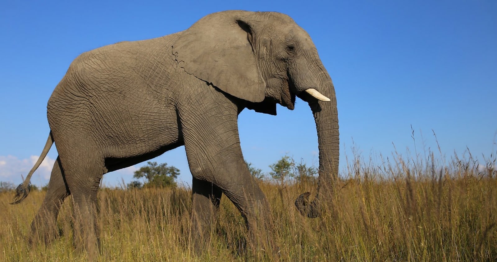 Éléphant majestueux