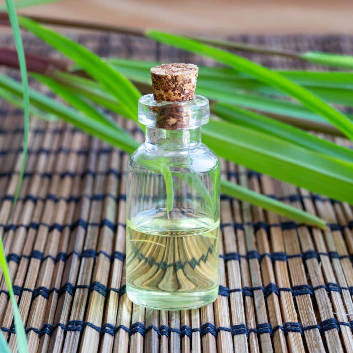 Huiles essentielles anti-insectes