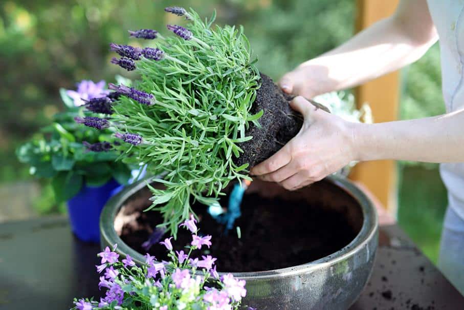 Plantes répulsives pour insectes