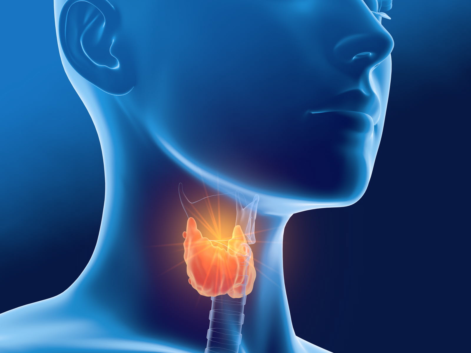 schéma anatomique de la thyroïde en forme de papillon