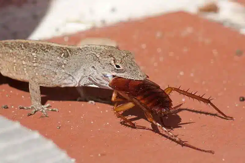 Gecko capturant un cafard