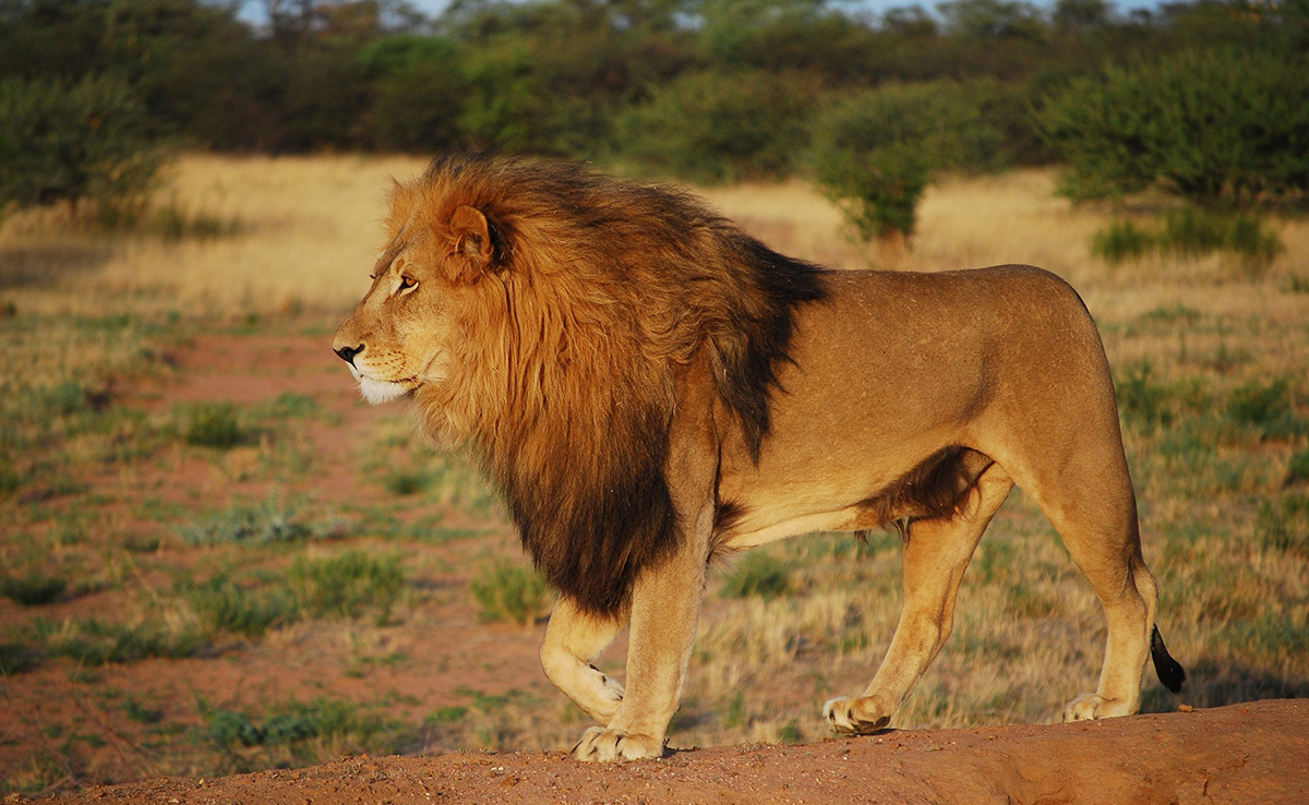 Lion puissant