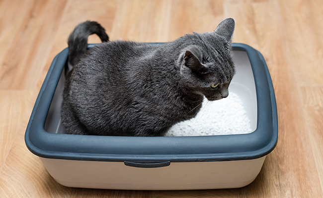 Litière design pour chat