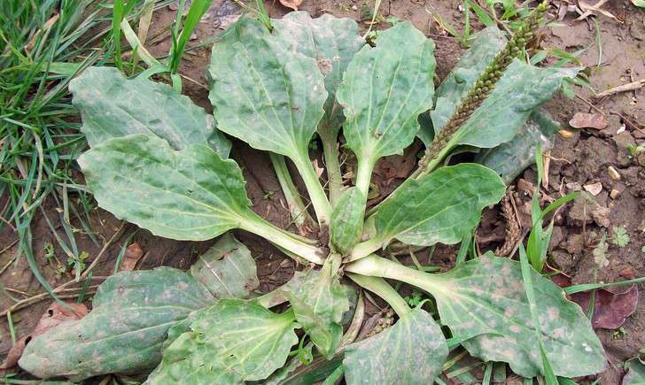 Feuilles de plantain en gros plan