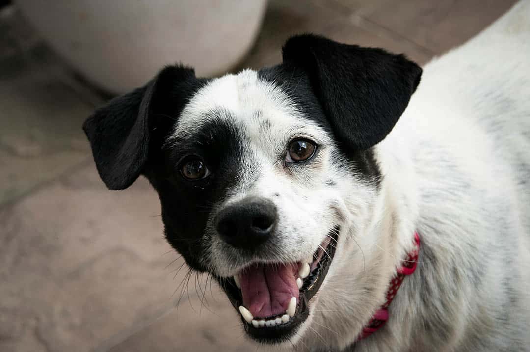Vieil homme caressant son chien âgé