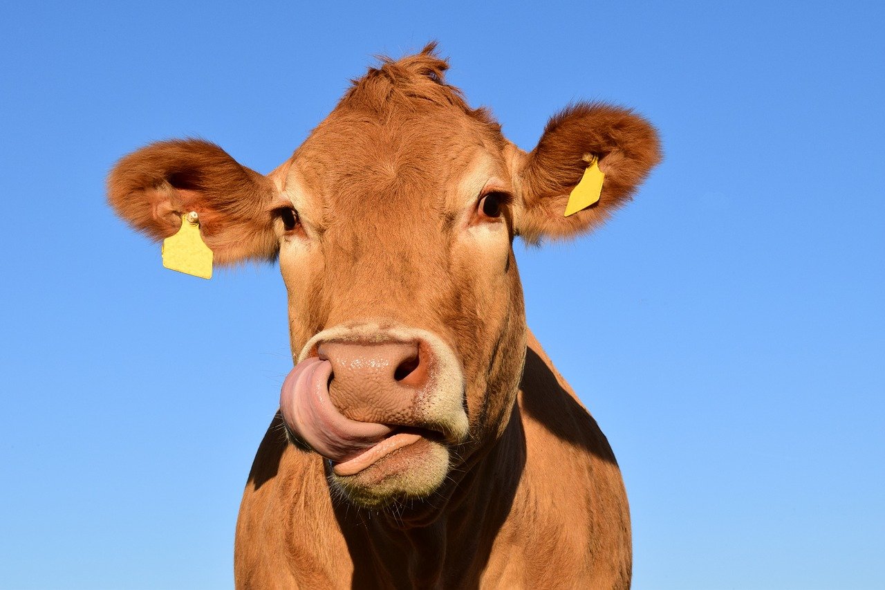 Illustration d'une vache dans un pré