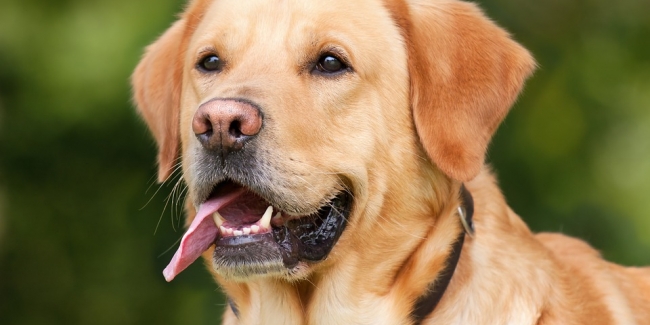 Chien aboyant