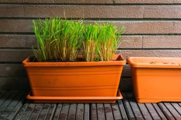 Plantes répulsives pour tiques