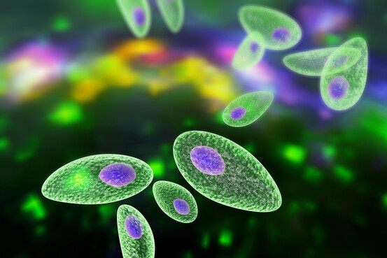 Parasite Toxoplasma gondii observé au microscope