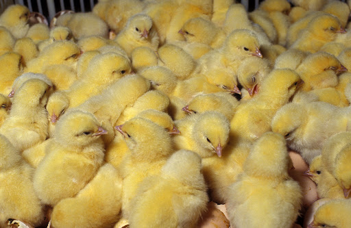 Poussins nouveau-nés dans un panier