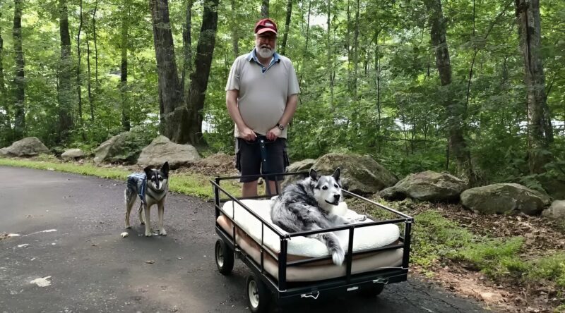 Vieil homme promenant son chien âgé dans une petite remorque