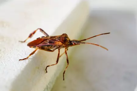 Gros plan d'une punaise hématophage
